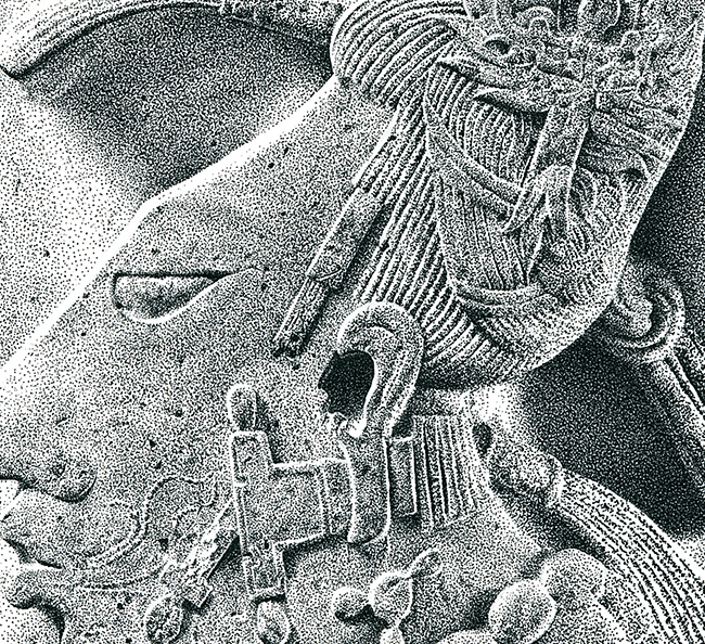 Maya Detail